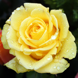 Gelbe Rose mit Regentropfen